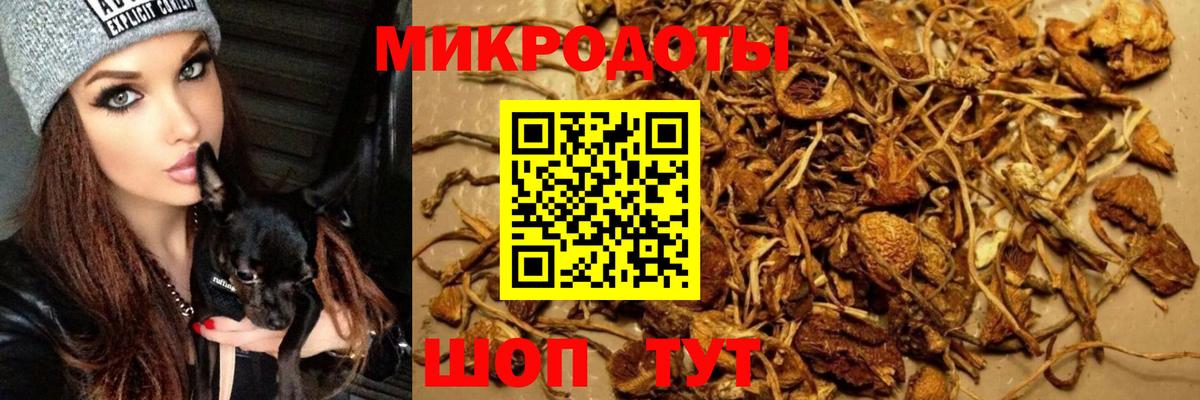 Галлюциногенные грибы Psilocybine cubensis Шарыпово